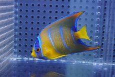 画像1: 【海水魚・ヤッコ】【通販】人工飼料OK♪カリブクイーンエンゼル（Mサイズ）(個体販売）（±7-8cm）No.2（生体）(海水魚) (1)