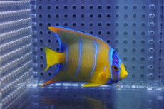 画像2: 【海水魚・ヤッコ】【通販】人工飼料OK♪カリブクイーンエンゼル（Mサイズ）(個体販売）（±7-8cm）No.2（生体）(海水魚) (2)