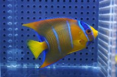 画像1: 【海水魚・ヤッコ】【通販】人工飼料OK♪カリブクイーンエンゼル（Mサイズ）(個体販売）（±8-9cm）No.3（生体）(海水魚) (1)