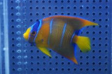 画像2: 【海水魚・ヤッコ】【通販】人工飼料OK♪カリブクイーンエンゼル（Mサイズ）(個体販売）（±8-9cm）No.3（生体）(海水魚) (2)