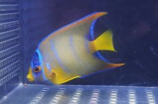 画像1: 【海水魚・ヤッコ】【通販】人工飼料OK♪カリブクイーンエンゼル（Mサイズ）(個体販売）（±8-9cm）No.4（生体）(海水魚) (1)
