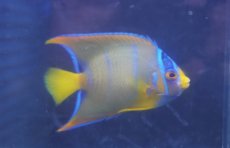 画像2: 【海水魚・ヤッコ】【通販】人工飼料OK♪カリブクイーンエンゼル（Mサイズ）(個体販売）（±8-9cm）No.4（生体）(海水魚) (2)