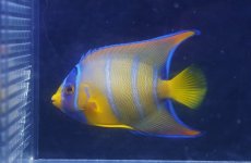 画像1: 【海水魚・ヤッコ】【通販】人工飼料OK♪カリブクイーンエンゼル（Mサイズ）(個体販売）（±9-10cm）No.5（生体）(海水魚) (1)