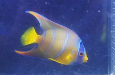 画像2: 【海水魚・ヤッコ】【通販】人工飼料OK♪カリブクイーンエンゼル（Mサイズ）(個体販売）（±9-10cm）No.5（生体）(海水魚) (2)