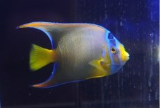 画像1: 【海水魚・ヤッコ】【通販】人工飼料OK♪カリブクイーンエンゼル（MLサイズ）(個体販売）（±10-11cm）No.6（生体）(海水魚) (1)