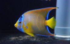 画像2: 【海水魚・ヤッコ】【通販】人工飼料OK♪カリブクイーンエンゼル（MLサイズ）(個体販売）（±10-11cm）No.6（生体）(海水魚) (2)