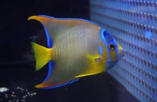 画像1: 【海水魚・ヤッコ】【通販】人工飼料OK♪カリブクイーンエンゼル（MLサイズ）(個体販売）（±10-11cm）No.7（生体）(海水魚) (1)
