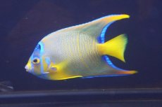 画像2: 【海水魚・ヤッコ】【通販】人工飼料OK♪カリブクイーンエンゼル（MLサイズ）(個体販売）（±10-11cm）No.7（生体）(海水魚) (2)