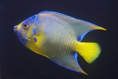 画像1: 【海水魚・ヤッコ】【通販】人工飼料OK♪カリブクイーンエンゼル（Lサイズ）(個体販売）（±14-15cm）No.8（生体）(海水魚) (1)