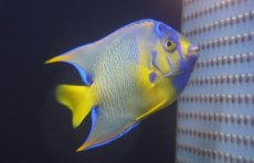 画像2: 【海水魚・ヤッコ】【通販】人工飼料OK♪カリブクイーンエンゼル（Lサイズ）(個体販売）（±14-15cm）No.8（生体）(海水魚) (2)