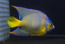 画像3: 【海水魚・ヤッコ】【通販】人工飼料OK♪カリブクイーンエンゼル（Lサイズ）(個体販売）（±14-15cm）No.8（生体）(海水魚) (3)