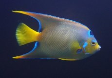画像1: 【海水魚・ヤッコ】【通販】人工飼料OK♪カリブクイーンエンゼル（Lサイズ）(個体販売）（±18-19cm）No.9（生体）(海水魚) (1)