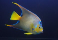 画像2: 【海水魚・ヤッコ】【通販】人工飼料OK♪カリブクイーンエンゼル（Lサイズ）(個体販売）（±18-19cm）No.9（生体）(海水魚) (2)
