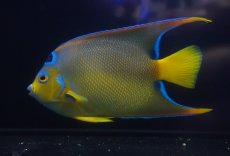 画像3: 【海水魚・ヤッコ】【通販】人工飼料OK♪カリブクイーンエンゼル（Lサイズ）(個体販売）（±18-19cm）No.9（生体）(海水魚) (3)