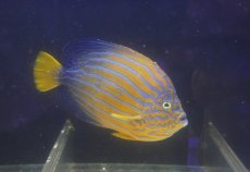 画像1: 【海水魚・ヤッコ】【通販】状態良好♪【近海産】キンチャクダイ（Lサイズ）(個体販売）（±18-19cm）No.1（生体）(海水魚) (1)