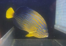 画像1: 【海水魚・ヤッコ】【通販】状態良好♪【近海産】キンチャクダイ（Lサイズ）(個体販売）（±18-19cm）No.2（生体）(海水魚) (1)