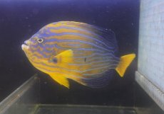 画像2: 【海水魚・ヤッコ】【通販】状態良好♪【近海産】キンチャクダイ（Lサイズ）(個体販売）（±18-19cm）No.2（生体）(海水魚) (2)