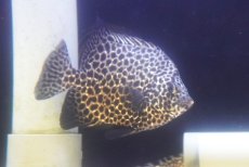 画像1: 【海水魚・タイ】【通販】状態良好♪【近海産】イシガキダイ（Mサイズ）(個体販売）（±13-14cm）（生体）(海水魚) (1)