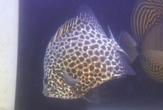画像2: 【海水魚・タイ】【通販】状態良好♪【近海産】イシガキダイ（Mサイズ）(個体販売）（±13-14cm）（生体）(海水魚) (2)