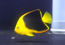 画像1: 【海水魚・ヤッコ】【通販】人工飼料OK♪ロックビューティー（Mサイズ)(個体販売）（±9cm）No.8（生体）(海水魚) (1)