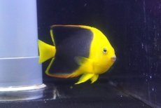 画像2: 【海水魚・ヤッコ】【通販】人工飼料OK♪ロックビューティー（Mサイズ)(個体販売）（±9cm）No.8（生体）(海水魚) (2)