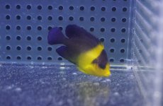 画像1: 【海水魚・ヤッコ】【通販】状態良好ですが少し痩せの為特価！スミレヤッコ（Sサイズ）(個体販売）（±4.5cm）No.1（生体）(海水魚) (1)