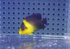 画像2: 【海水魚・ヤッコ】【通販】状態良好ですが少し痩せの為特価！スミレヤッコ（Sサイズ）(個体販売）（±4.5cm）No.1（生体）(海水魚) (2)