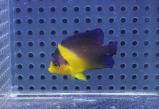 画像1: 【海水魚・ヤッコ】【通販】状態良好ですが少し痩せの為特価！スミレヤッコ（Sサイズ）(個体販売）（±4.5cm）No.2（生体）(海水魚) (1)