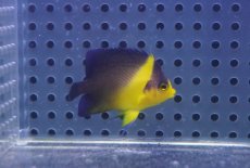 画像2: 【海水魚・ヤッコ】【通販】状態良好ですが少し痩せの為特価！スミレヤッコ（Sサイズ）(個体販売）（±4.5cm）No.2（生体）(海水魚) (2)