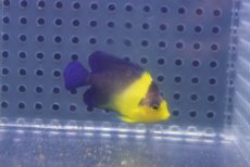 画像1: 【海水魚・ヤッコ】【通販】人工飼料OK♪スミレヤッコ（Sサイズ）(個体販売）（±4.5cm）No.3（生体）(海水魚) (1)