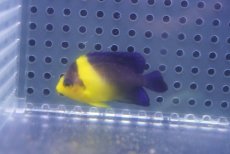 画像2: 【海水魚・ヤッコ】【通販】人工飼料OK♪スミレヤッコ（Sサイズ）(個体販売）（±4.5cm）No.3（生体）(海水魚) (2)