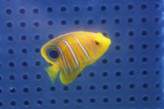 画像1: 【海水魚・ヤッコ】【通販】人工飼料OK♪【モルディブ産】インドニシキヤッコ（XSサイズ）(個体販売）（±3.5-4ｃｍ）No.1（生体）(海水魚) (1)