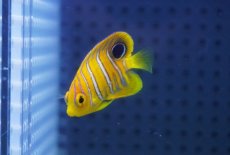 画像2: 【海水魚・ヤッコ】【通販】人工飼料OK♪【モルディブ産】インドニシキヤッコ（XSサイズ）(個体販売）（±3.5-4ｃｍ）No.1（生体）(海水魚) (2)