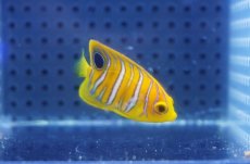 画像1: 【海水魚・ヤッコ】【通販】人工飼料OK♪【モルディブ産】インドニシキヤッコ（XSサイズ）(個体販売）（±4cm）No.2（生体）(海水魚) (1)