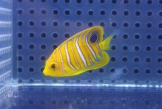 画像2: 【海水魚・ヤッコ】【通販】人工飼料OK♪【モルディブ産】インドニシキヤッコ（XSサイズ）(個体販売）（±4cm）No.2（生体）(海水魚) (2)
