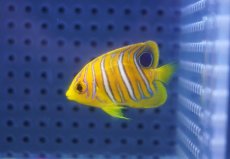 画像1: 【海水魚・ヤッコ】【通販】人工飼料OK♪【モルディブ産】インドニシキヤッコ（XSサイズ）(個体販売）（±3.5-4ｃｍ）No.3（生体）(海水魚) (1)