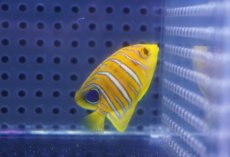 画像2: 【海水魚・ヤッコ】【通販】人工飼料OK♪【モルディブ産】インドニシキヤッコ（XSサイズ）(個体販売）（±3.5-4ｃｍ）No.3（生体）(海水魚) (2)