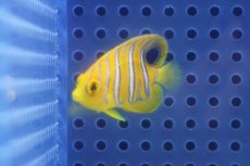 画像1: 【海水魚・ヤッコ】【通販】状態良好♪【モルディブ産】インドニシキヤッコ（XSサイズ）(個体販売）（±3.5-4ｃｍ）No.4（生体）(海水魚) (1)