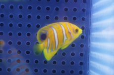 画像2: 【海水魚・ヤッコ】【通販】状態良好♪【モルディブ産】インドニシキヤッコ（XSサイズ）(個体販売）（±3.5-4ｃｍ）No.4（生体）(海水魚) (2)