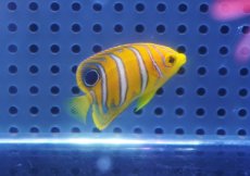 画像1: 【海水魚・ヤッコ】【通販】人工飼料OK♪【モルディブ産】インドニシキヤッコ（XSサイズ）(個体販売）（±3.5-4ｃｍ）No.5（生体）(海水魚) (1)