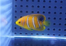 画像2: 【海水魚・ヤッコ】【通販】人工飼料OK♪【モルディブ産】インドニシキヤッコ（XSサイズ）(個体販売）（±3.5-4ｃｍ）No.5（生体）(海水魚) (2)