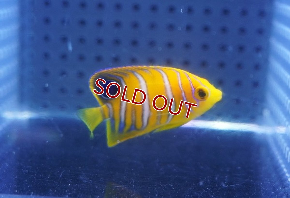 画像1: 【海水魚・ヤッコ】【通販】人工飼料OK♪【モルディブ産】インドニシキヤッコ（XSサイズ）(個体販売）（±4cm）No.6（生体）(海水魚) (1)