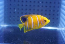 画像1: 【海水魚・ヤッコ】【通販】状態良好♪【モルディブ産】インドニシキヤッコ（XSサイズ）(個体販売）（±4cm）No.6（生体）(海水魚) (1)