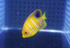 画像2: 【海水魚・ヤッコ】【通販】状態良好♪【モルディブ産】インドニシキヤッコ（XSサイズ）(個体販売）（±4cm）No.6（生体）(海水魚) (2)