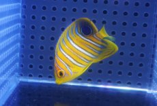 画像1: 【海水魚・ヤッコ】【通販】人工飼料OK♪【モルディブ産】インドニシキヤッコ（XSサイズ）(個体販売）（±4.5-5cm）No.7（生体）(海水魚) (1)