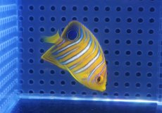 画像2: 【海水魚・ヤッコ】【通販】人工飼料OK♪【モルディブ産】インドニシキヤッコ（XSサイズ）(個体販売）（±4.5-5cm）No.7（生体）(海水魚) (2)