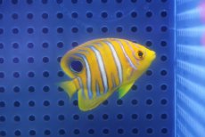 画像1: 【海水魚・ヤッコ】【通販】状態良好♪【モルディブ産】インドニシキヤッコ（XSサイズ）(個体販売）（±4.5-5cm）No.8（生体）(海水魚) (1)