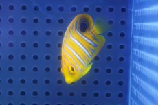 画像2: 【海水魚・ヤッコ】【通販】状態良好♪【モルディブ産】インドニシキヤッコ（XSサイズ）(個体販売）（±4.5-5cm）No.8（生体）(海水魚) (2)