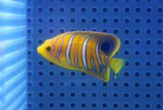 画像1: 【海水魚・ヤッコ】【通販】人工飼料OK♪【モルディブ産】インドニシキヤッコ（Sサイズ）(個体販売）（±5cm）No.9（生体）(海水魚) (1)