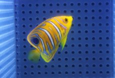 画像2: 【海水魚・ヤッコ】【通販】人工飼料OK♪【モルディブ産】インドニシキヤッコ（Sサイズ）(個体販売）（±5cm）No.9（生体）(海水魚) (2)